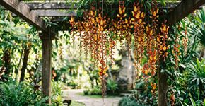 Nem a hera, nem a Santa Rita: a trepadeira que os jardineiros escolhem para pequenos pátios.