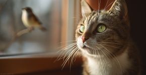 O mistério do bater de dente dos gatos revelado
