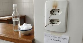 Por que as formigas invadem as tomadas? Veja dicas seguras e eficazes para espantá-las definitivamente