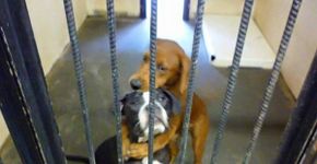 Prestes a serem sacrificados em abrigo, cães são adotados após foto viralizada