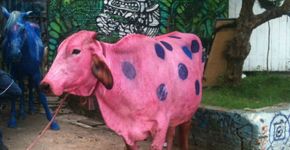 Até que ponto os animais podem ser usados para entreter as pessoas?