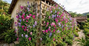 A planta que serve de cerca viva, ajuda a impedir a entrada de pragas e perfuma todo o seu jardim