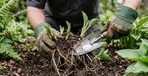 7 plantas perenes para dividir em outubro e multiplicar o jardim sem comprar novas mudas
