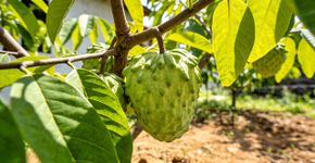 Essa fruta parece um sorvete natural que nasce com textura de veludo e doçura de creme de confeiteiro