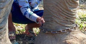 Menino remove correntes de elefante aprisionado há 30 anos
