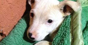 Não tem espaço para ter um bicho? “Adote” e uma ONG cuida por você