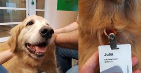 Cão-guia recebe crachá de funcionária de banco e post viraliza