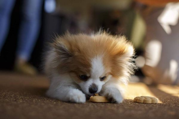  O serviço de bordo especial para pets oferece um kit lanche