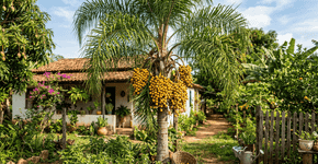 A fruta amarela que as avós plantavam no quintal para atrair beija-flores hoje em dia traz bacias de frutos nas casa modernas