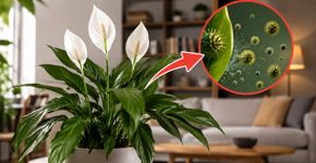 O purificador natural estudado pela NASA: a planta que ajuda a remover compostos voláteis do ar e melhora o ambiente de espaços fechados
