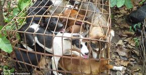 Foto: (© Soi Dog Foundation)