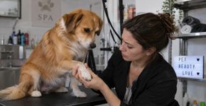 Cachorro voltou do banho em pet shop com um machucado que ninguém havia mencionado e a câmera do estabelecimento acabou mostrando o que aconteceu