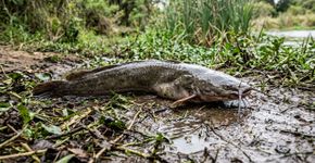 Uma armadilha câmera registra um “grupo” de peixes saindo da água à noite para caminhar em terra por quase 20 minutos