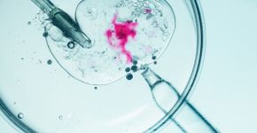 Fertilização in Vitro: 8 informações essenciais para entender o tratamento