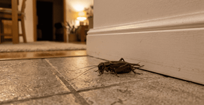 Por que é bom quando um grilo aparece em sua casa, segundo o Feng Shui