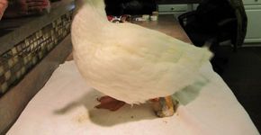 Prótese feita em impressora 3D salva pato deficiente