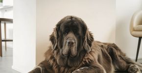 4 características do cachorro da raça terra nova 