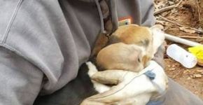 Foto: (Reprodução/Facebook(Franklin County VA Animal Control and Shelter))