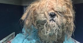 Repaginado, cão abandonado na véspera de Natal ganha novo lar
