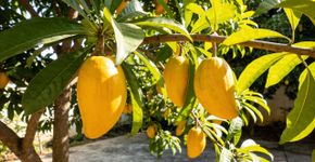A fruta de ouro que tem cor de gema de ovo e gosto de doce de leite