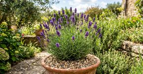 Na Índia, para a lavanda durar anos: o macete não é a sombra, mas nunca plantar em terra que segura muita água