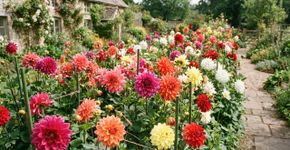 A planta ornamental dos jardins mexicanos que está ganhando espaço nos quintais modernos, exuberante e surpreendentemente fácil de cultivar