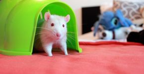 Ratos mutantes quebram barreiras e “falam” pela primeira vez