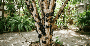 A fruta de cor intensa é rica em compostos antioxidantes, auxilia na imunidade e pode ser cultivada em pequenos espaços