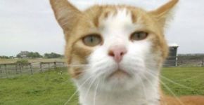 Veterinária mata gato com flecha e tem licença suspensa