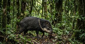 O animal brasileiro que parece um porco pequeno pode transformar um encontro tranquilo em confusão quando o grupo está por perto