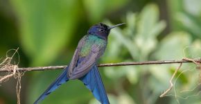 Aves brasileiras: 7 espécies mais bonitas do país