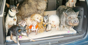 Homem dedica sua vida a cuidar de animais idosos e doentes