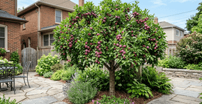 A árvore perfeita para jardins pequenos: produz frutos no verão e não danifica o pavimento