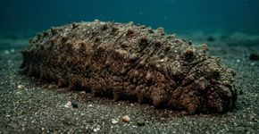 O animal que parece frágil, vive quase parado e ainda assim possui uma das estratégias de sobrevivência mais eficientes do oceano