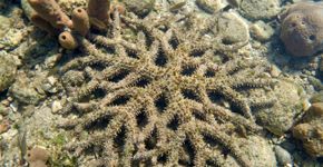 Nem lula nem golfinho: cientistas descobrem uma estranha criatura marinha que funciona como se todo o seu corpo fosse um cérebro