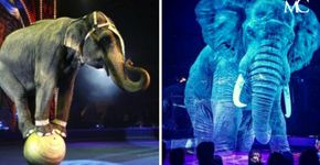 Mestres da Criatividade: circo traz apresentação surpreendente