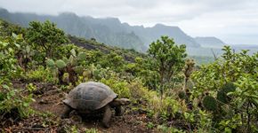 Nas ilhas Galápagos eliminaram mais de 140.000 cabras e as tartarugas jovens se multiplicaram por 5