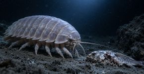 Isópode gigante pode passar anos sem comer graças a um estômago enorme e a um gene adquirido de bactérias