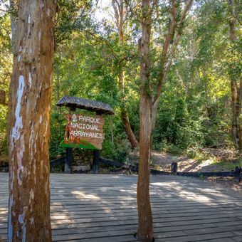 Featured mobile: O bosque na Patagônia argentina que virou cenário de uma lenda sobre Walt Disney
