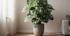 Esta é a melhor planta ornamental de sempre (fácil de cuidar, de crescimento rápido e com folhas impressionantes)