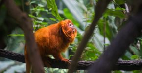 Foto: (EPasqualli / iStock)