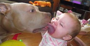 Imagens acabam com o mito de que pitbulls são agressivos por natureza