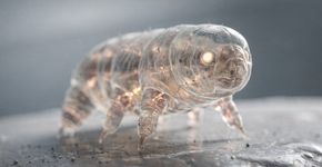 O animal misteriosos que volta do além, ressurgindo da morte como um fênix