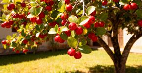 A árvore queridinha do quintal brasileiro que dá fruta o ano inteiro, sombra e até suas folhas viram chá