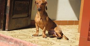 Vamos ajudar Vanessa a encontrar seu cãozinho Toddy?
