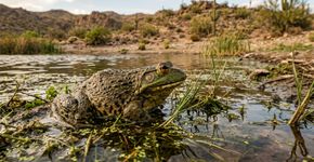 Nos anos 1920, Arizona introduziu rãs-touro como caça e alimento; 1 século depois, a espécie invasora ameaça a cobra-liga mexicana do norte