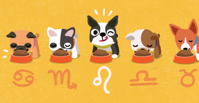 Veja qual cachorro disponível para adoção mais combina com seu signo