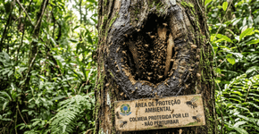 As abelhas sem ferrão amazônico tornam-se o primeiro inseto do planeta com direitos legais