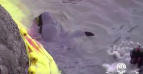 Baleia se joga contra pedras para tentar escapar de caçadores