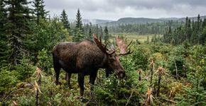 Newfoundland introduziu alces em 1878; hoje, cerca de 110 mil animais estão impedindo a regeneração das florestas da ilha